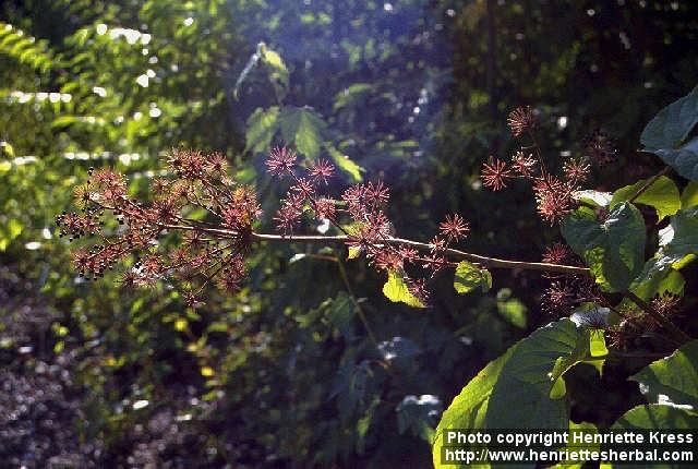 Photo: Aralia cordata 4.