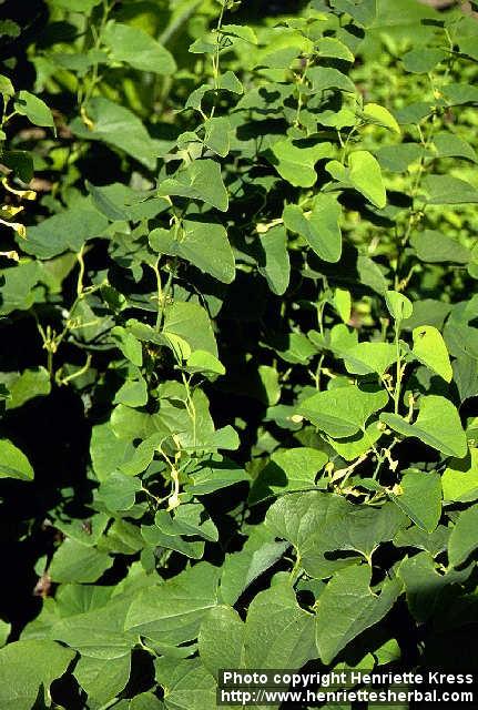 Photo: Aristolochia clematitis.