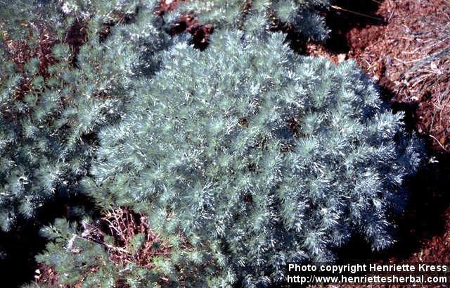 Photo: Artemisia schmidtiana.