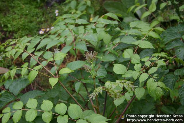 Photo: Aralia chinensis.