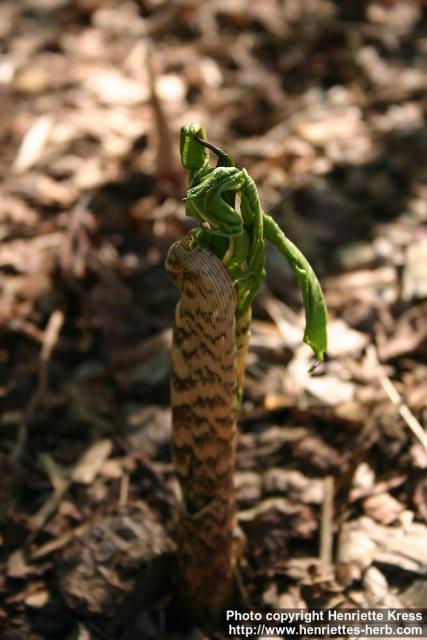 Photo: Arisaema serratum 07.