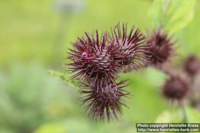 Photo: Arctium nemorosum 6.