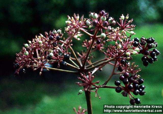 Photo: Aralia continentalis 2.