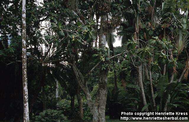 Photo: Artocarpus altilis.