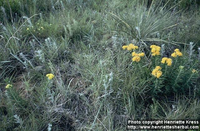 Photo: Asclepias tuberosa.