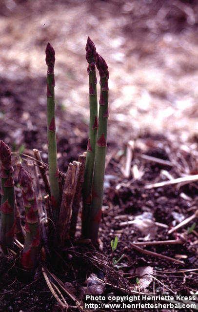 Photo: Asparagus officinalis 8.