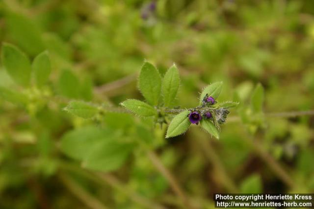 Photo: Asperugo procumbens 4.