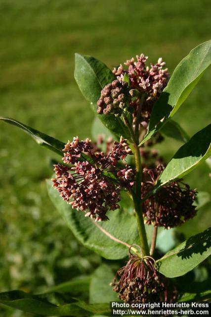 Photo: Asclepias syriaca 4.