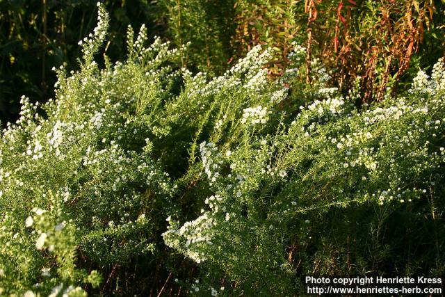 Photo: Symphyotrichum ericoides 2.