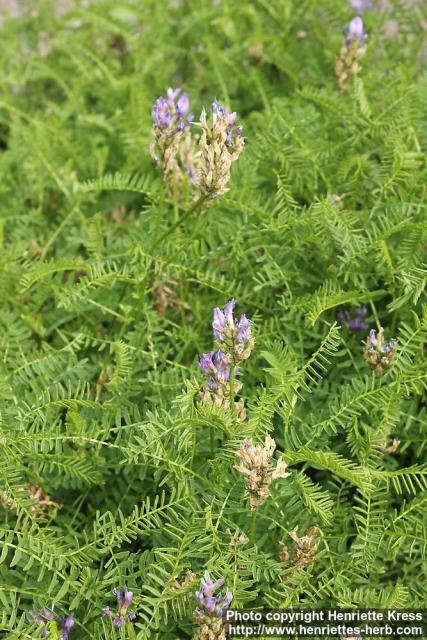 Photo: Astragalus danicus 0.