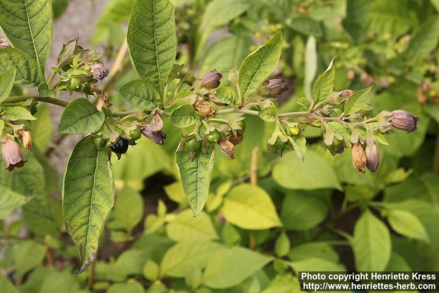 Photo: Atropa belladonna 09.