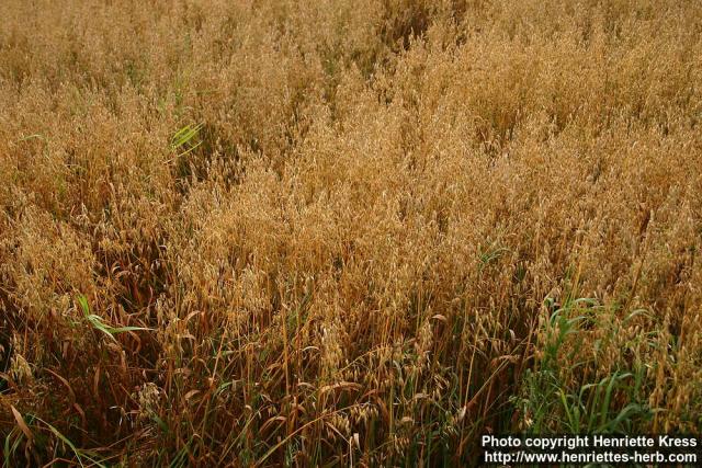 Photo: Avena sativa 3.