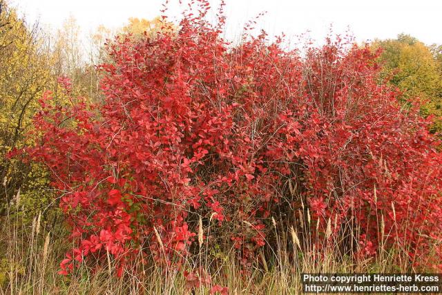 Photo: Berberis koreana 0.