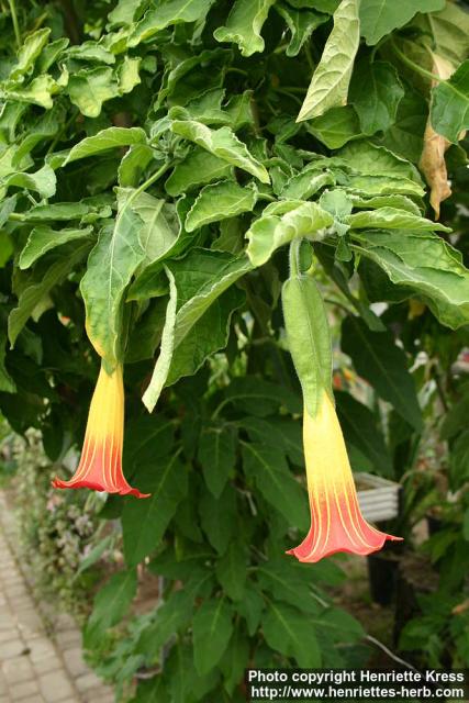 Photo: Brugmansia sanguinea.