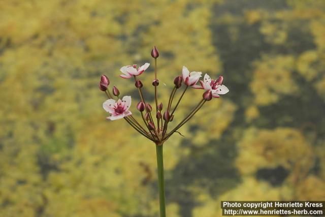 Photo: Butomus umbellatus 3.