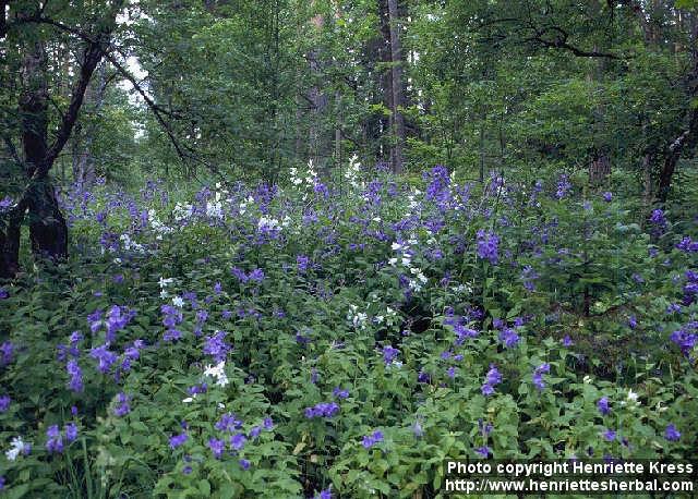 Photo: Campanula latifolia 1.