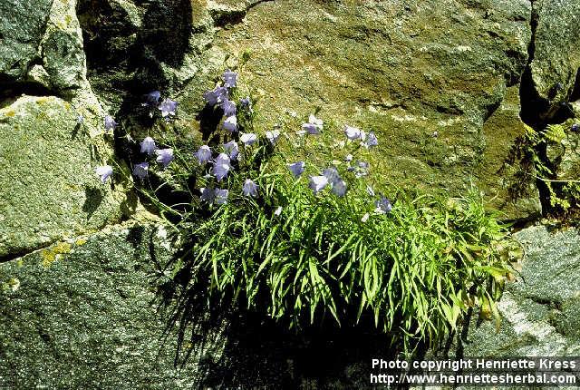 Photo: Campanula rotundifolia.