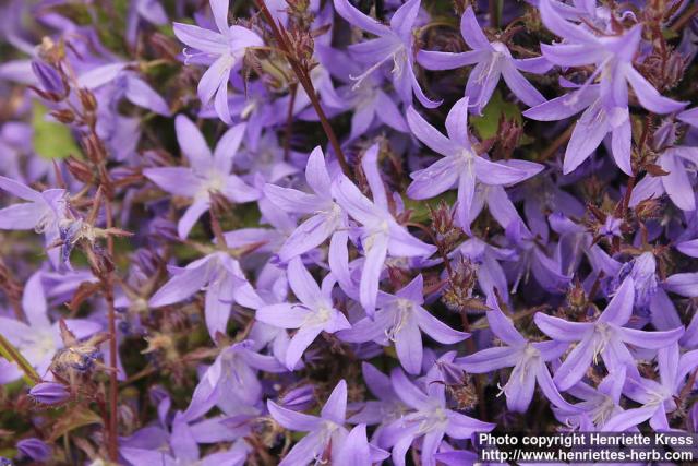 Photo: Campanula poscharskyana 1.