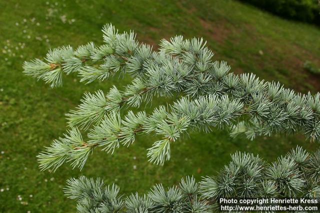 Photo: Cedrus atlantica 1.