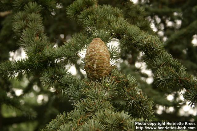 Photo: Cedrus atlantica 3.