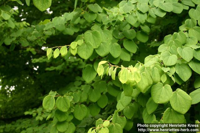 Photo: Cercidiphyllum japonicum 9.