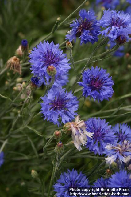 Photo: Centaurea cyanus 12.