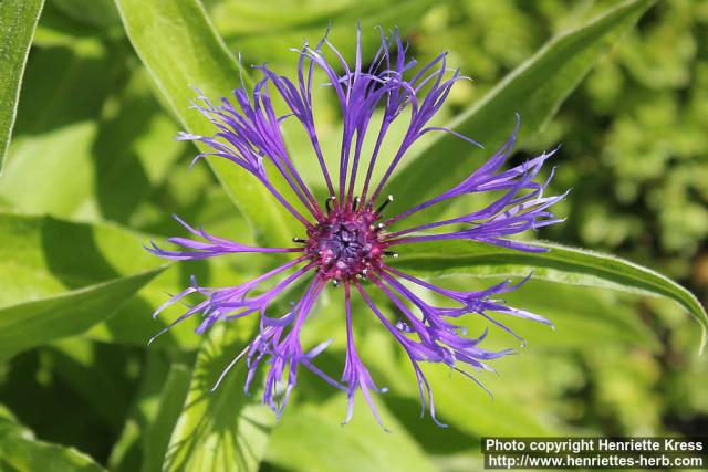 Photo: Centaurea montana 14.