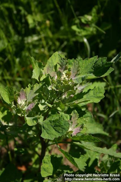 Photo: Chenopodium album 12.