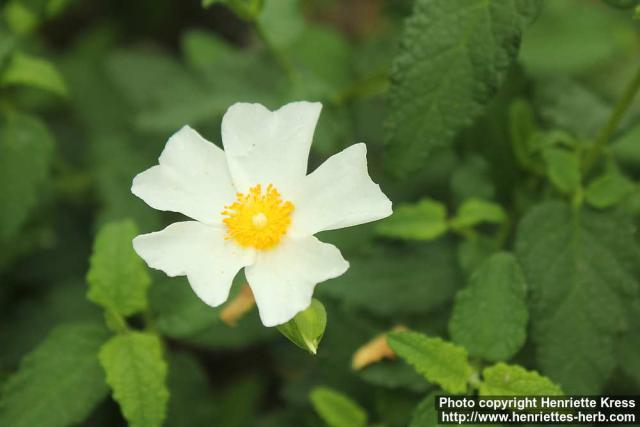 Photo: Cistus populifolius 1.