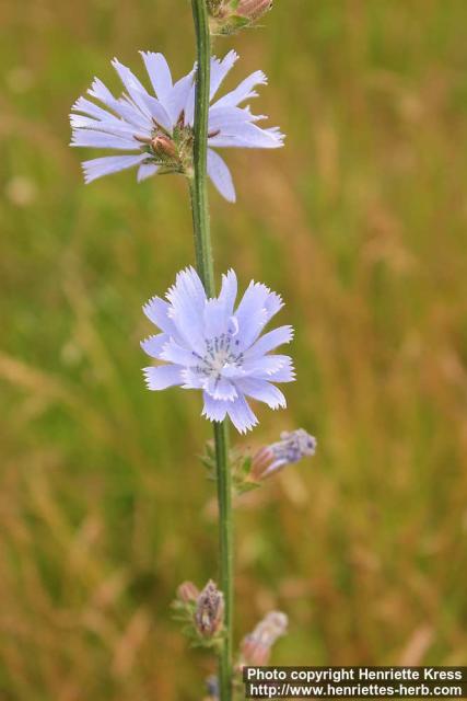 Photo: Cichorium intybus 23.