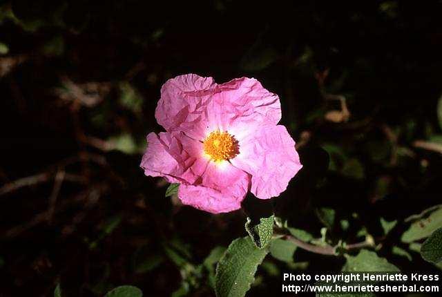 Photo: Cistus 1.