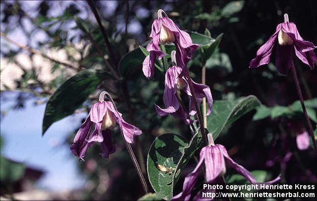 Photo: Clematis integrifolia.