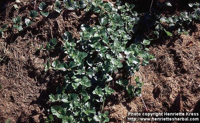 Photo: Clinopodium douglasii.