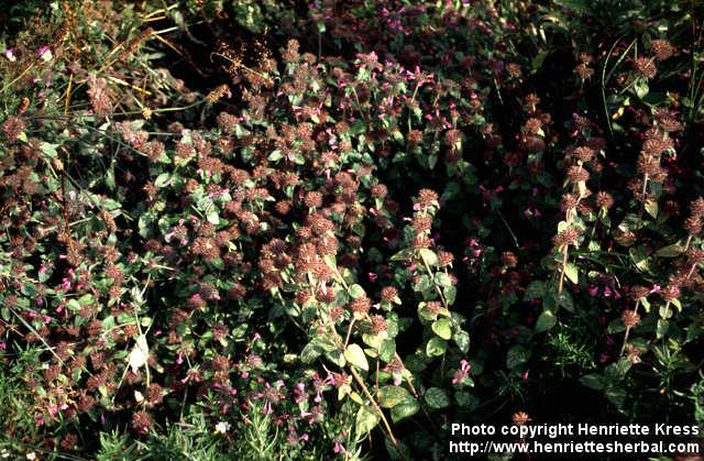 Photo: Clinopodium vulgare 3.