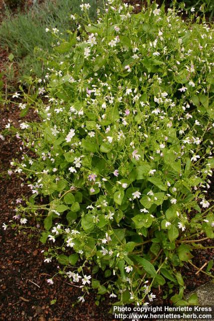 Photo: Claytonia sibirica 1.