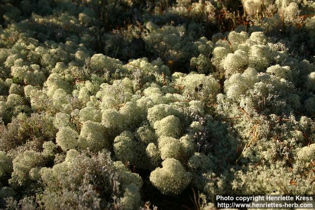 Photo: Cladonia 5.