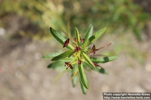 Photo: Cleome violacea 2.