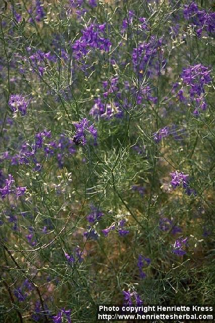 Photo: Consolida regalis.