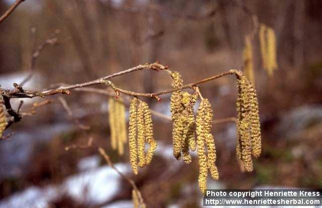 Photo: Corylus avellana 7.