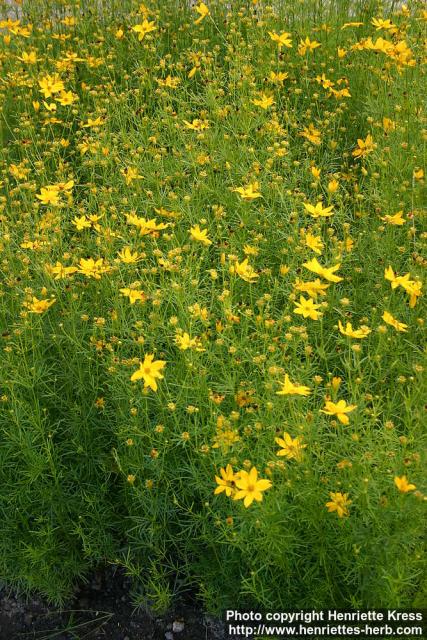 Photo: Coreopsis verticillata 3.