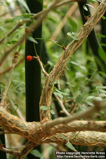 Photo: Commiphora gileadensis 3.