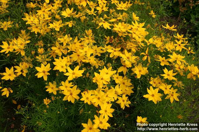 Photo: Coreopsis verticillata 6.