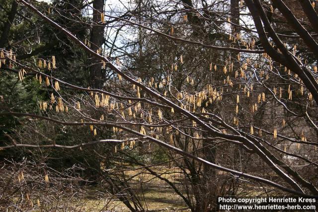 Photo: Corylus avellana 14.