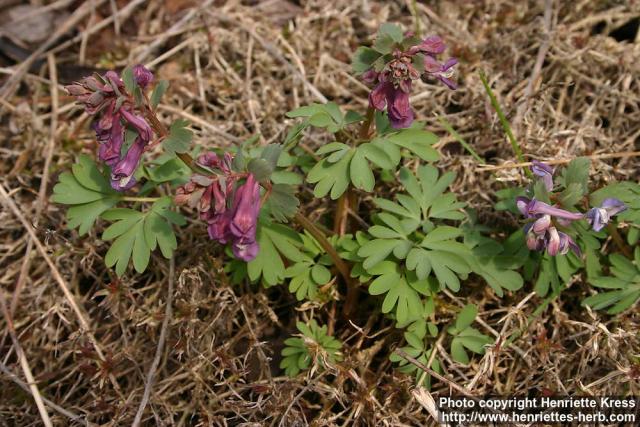 Photo: Corydalis solida 14.