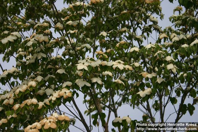 Photo: Cornus kousa 1.