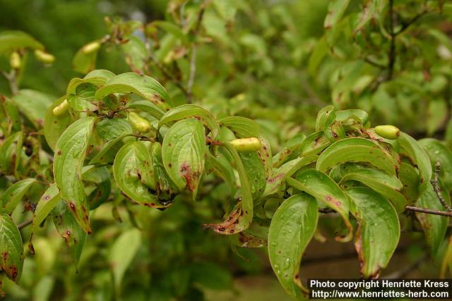 Photo: Cornus officinalis 3.