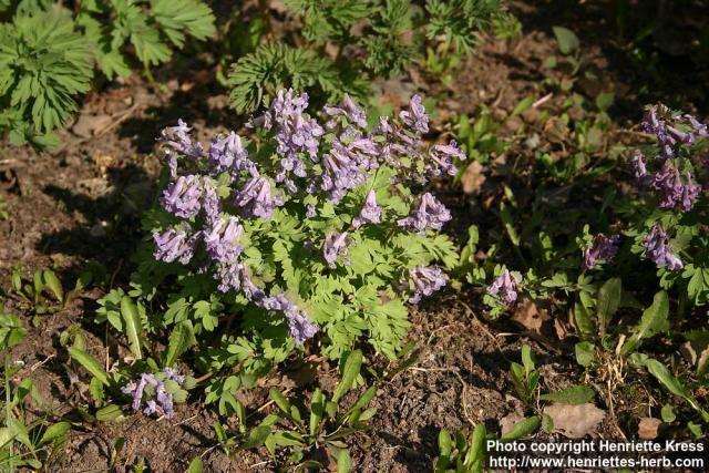 Photo: Corydalis solida 22.