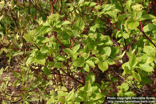 Photo: Cornus alba 07.