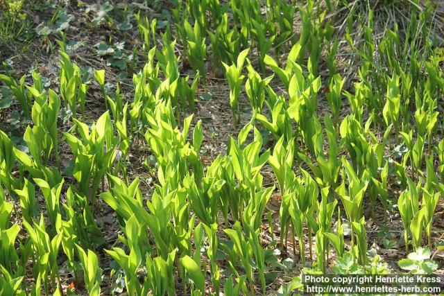 Photo: Convallaria majalis 15.