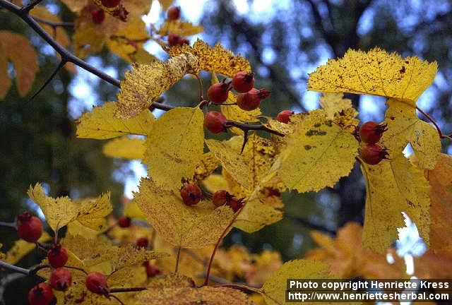 Photo: Crataegus 1.